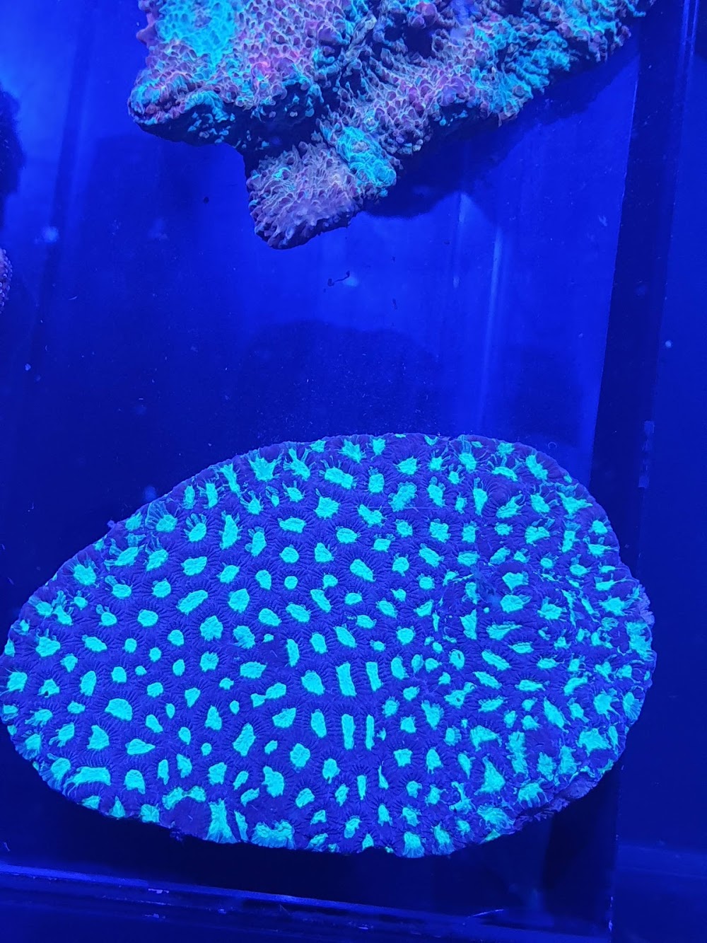 Deer Park Aquarium — recent aquarium shop photo in Ravenhall VIC 3023, VIC (Google Business Profile)