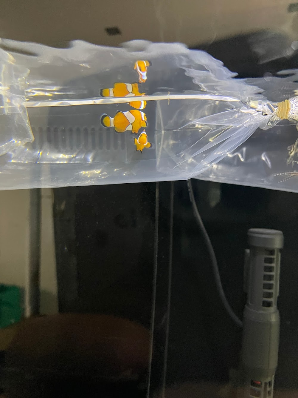 Deer Park Aquarium — recent aquarium shop photo in Ravenhall VIC 3023, VIC (Google Business Profile)