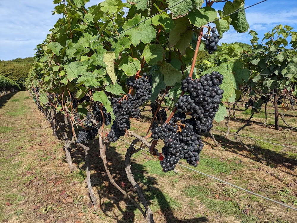 Biddenden Vineyards — recent wineries photo in Biddenden, England (Google Business Profile)