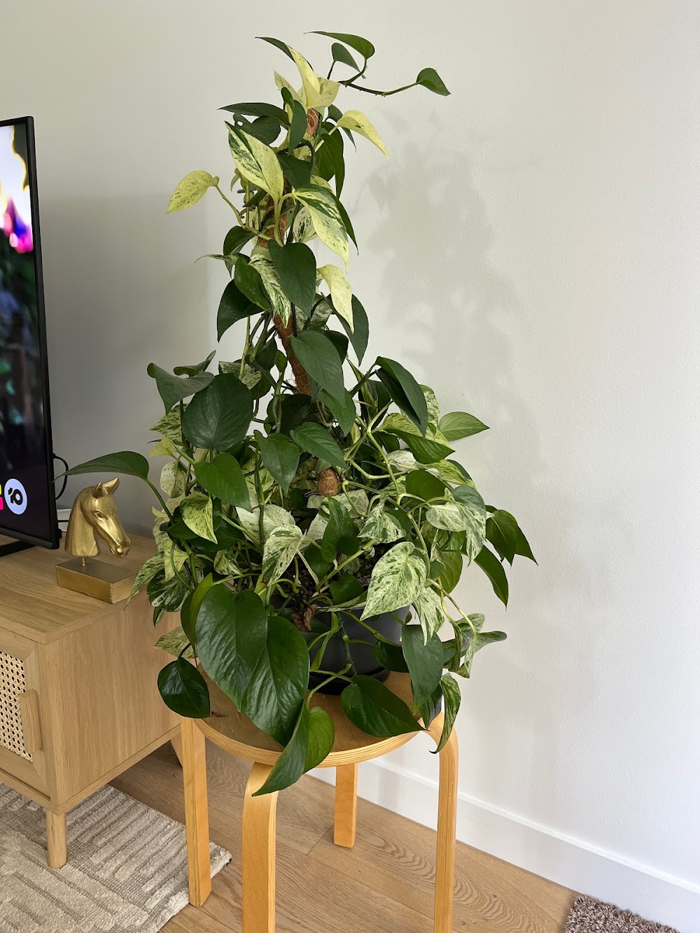 Botanicah — recent garden center photo in Prahran VIC 3181, VIC (Google Business Profile)