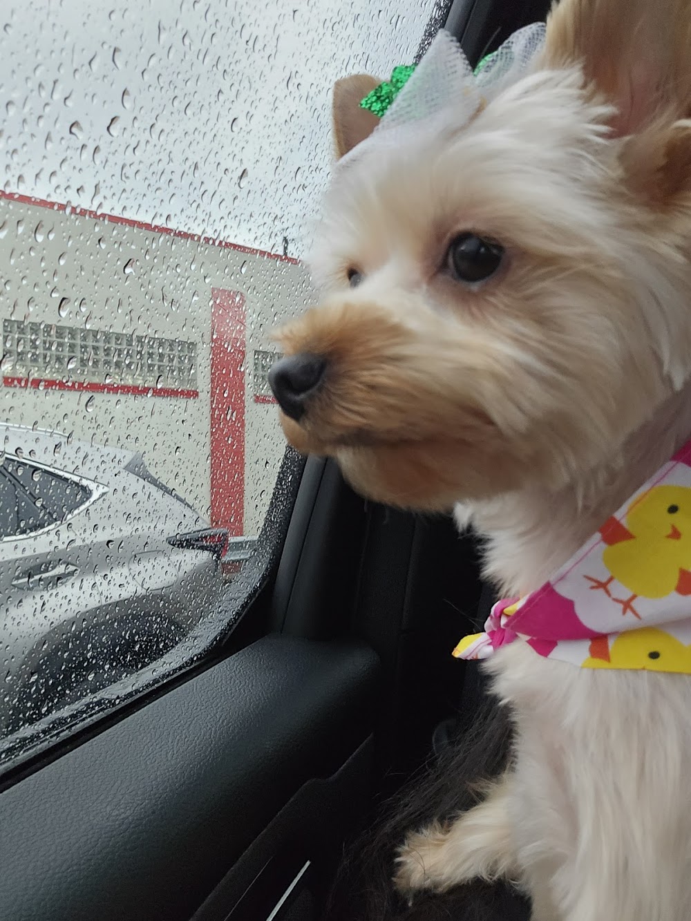 Clips N' Snips — recent pet groomers photo in Clifton, NJ (Google Business Profile)