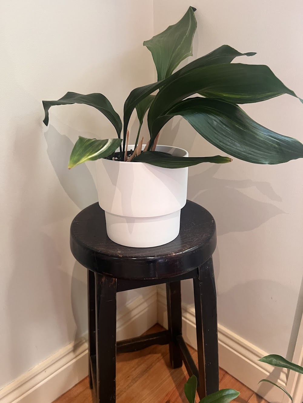 green my space — recent home goods store photo in Epping, Victoria (Google Business Profile)