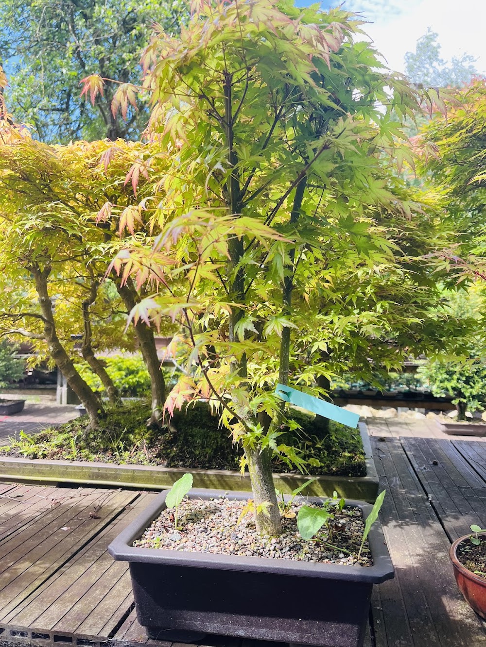 Greenwood Bonsai Studio — recent bonsai plant supplier photo in Nottingham NG5 8PR (Google Business Profile)