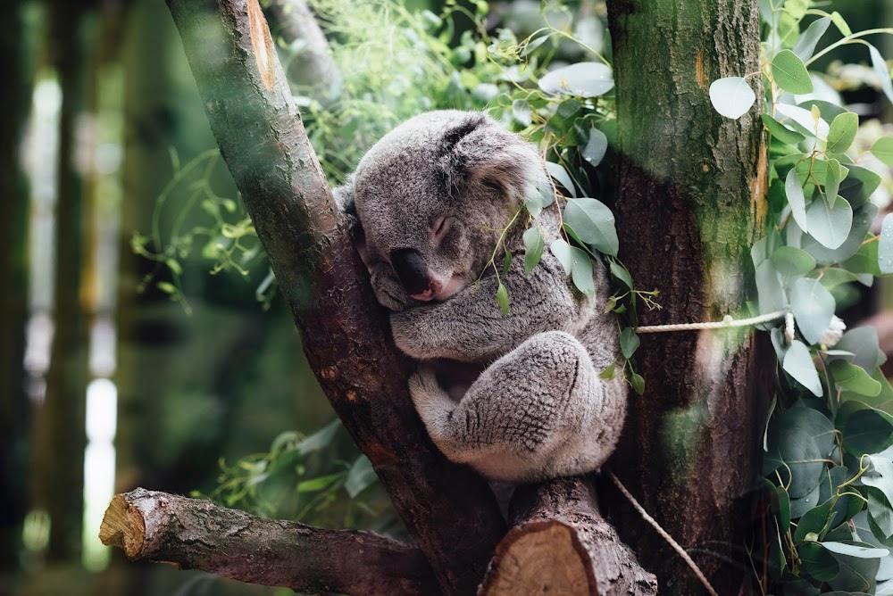 Healthy Hampers Australia — recent gift shop photo in Dandenong South VIC 3175, VIC (Google Business Profile)
