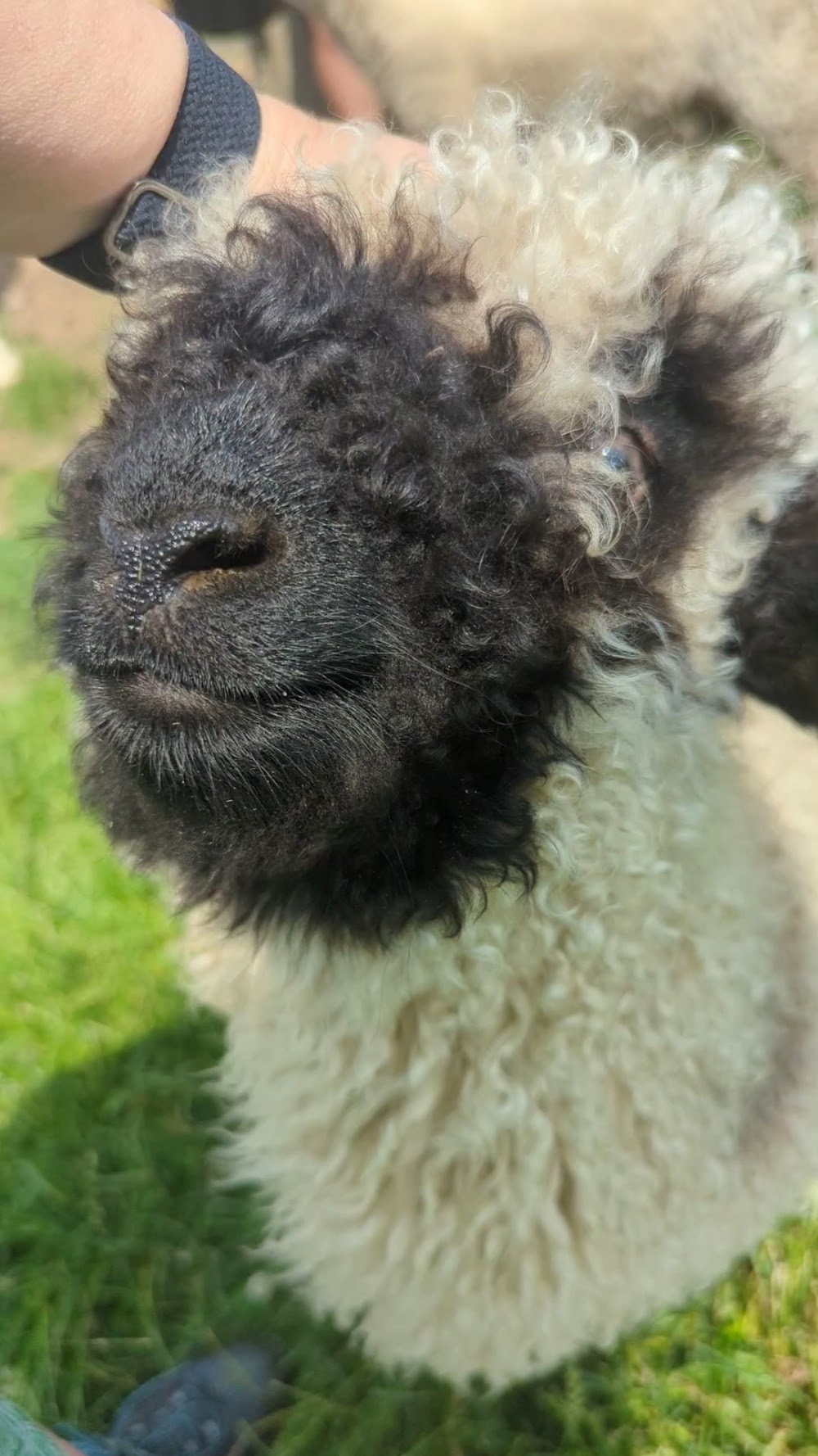 Naze View Farm Alpaca Experience photo 2