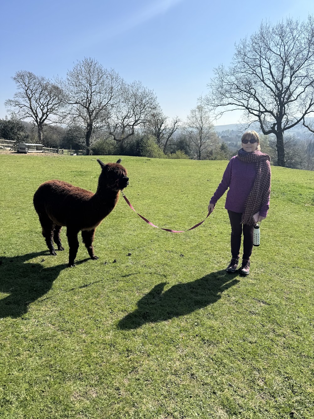 Naze View Farm Alpaca Experience photo 1