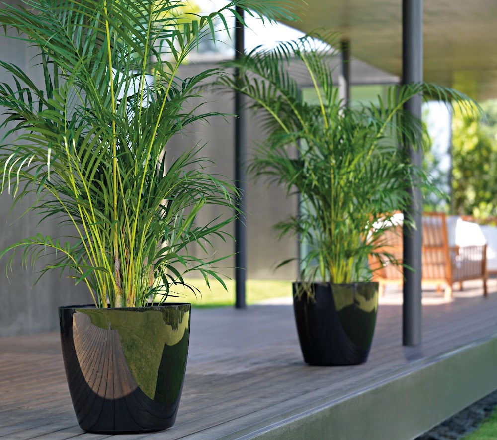 Pots and Plants Direct — recent garden center photo in Parklea NSW 2768, NSW (Google Business Profile)